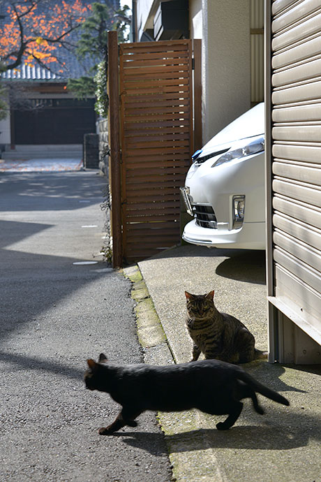 街のねこたち