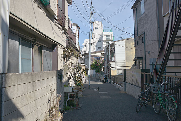 街のねこたち