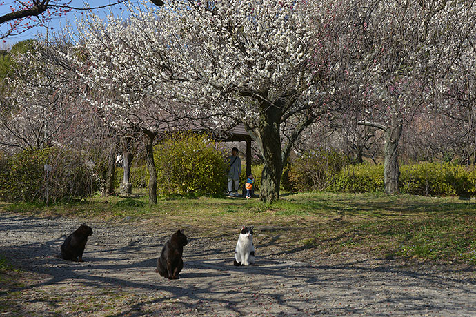 街のねこたち