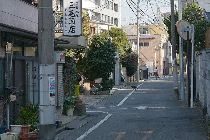 街のねこたち