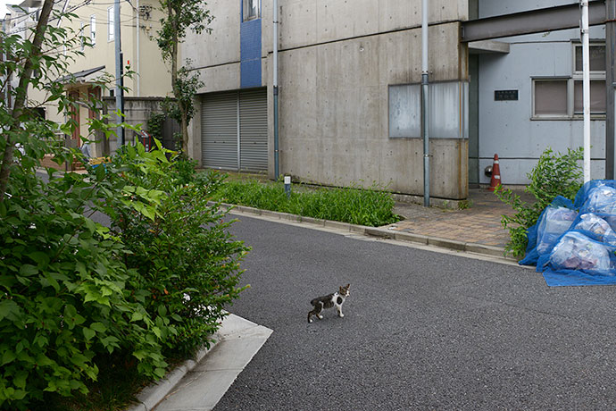 街のねこたち