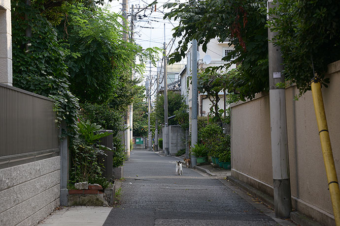街のねこたち