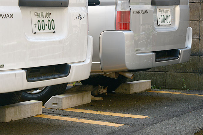 街のねこたち