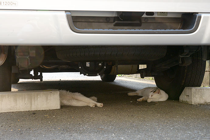 街のねこたち