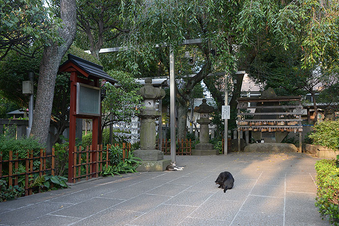 街のねこたち