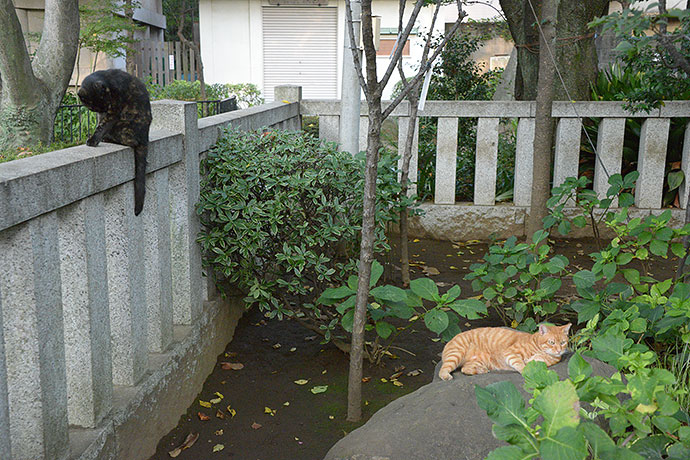 街のねこたち
