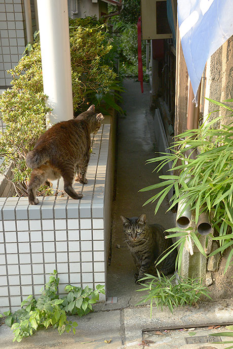 街のねこたち