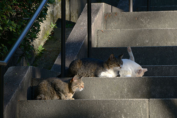 街のねこたち