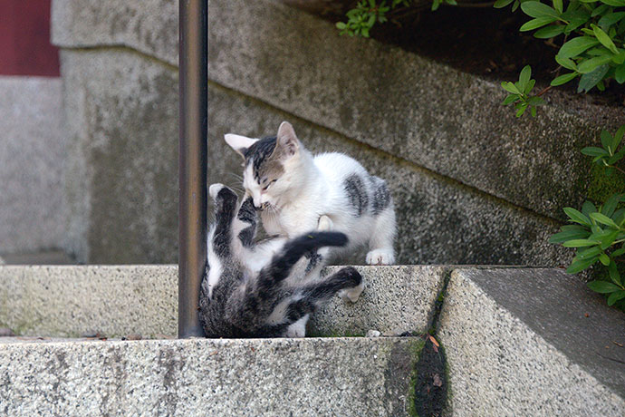 街のねこたち