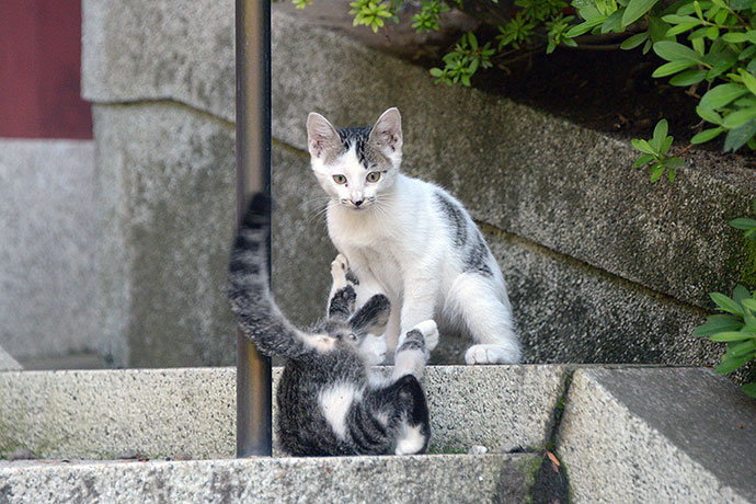 街のねこたち