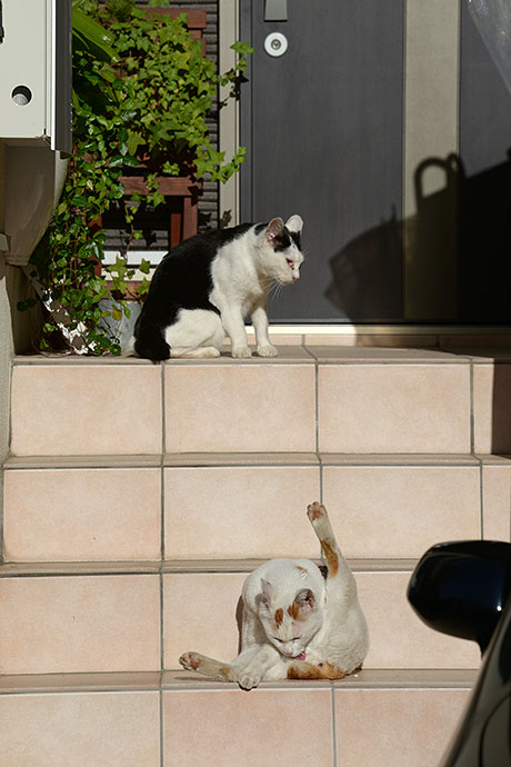 街のねこたち