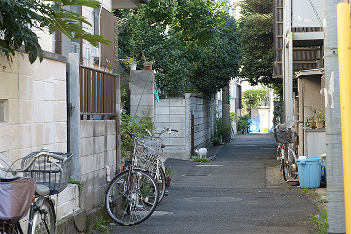 街のねこたち