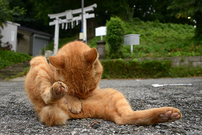 街のねこたち