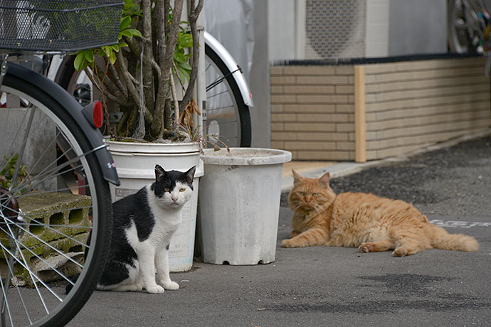 街のねこたち