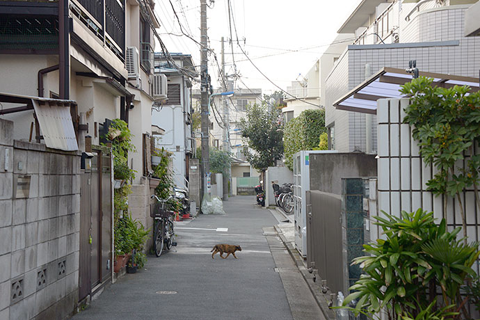 街のねこたち