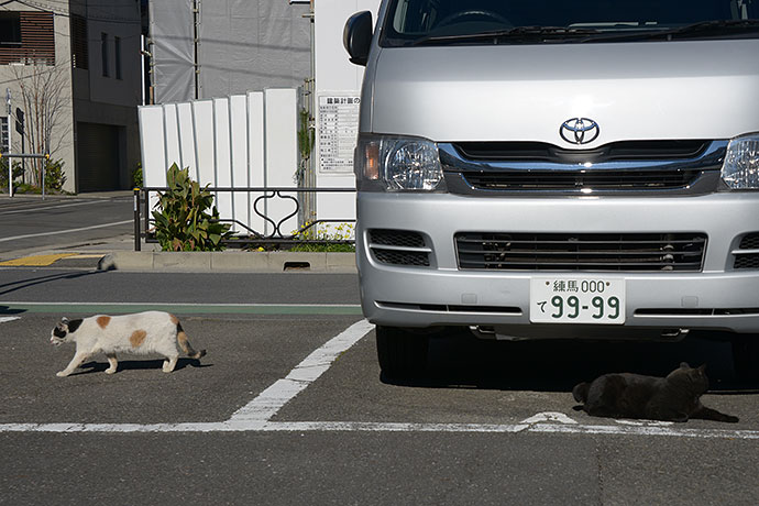 街のねこたち