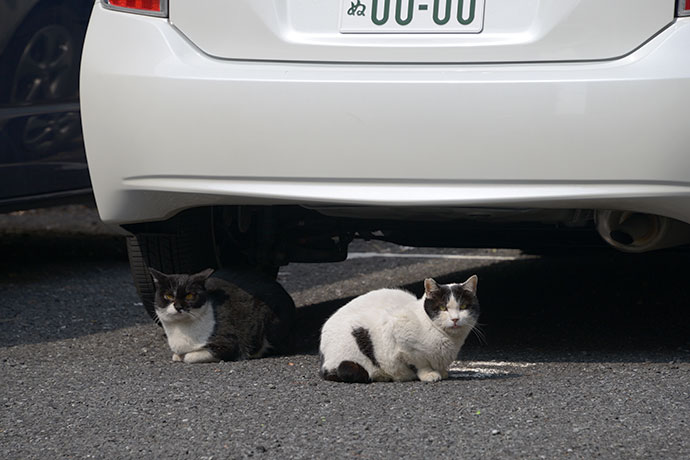 街のねこたち
