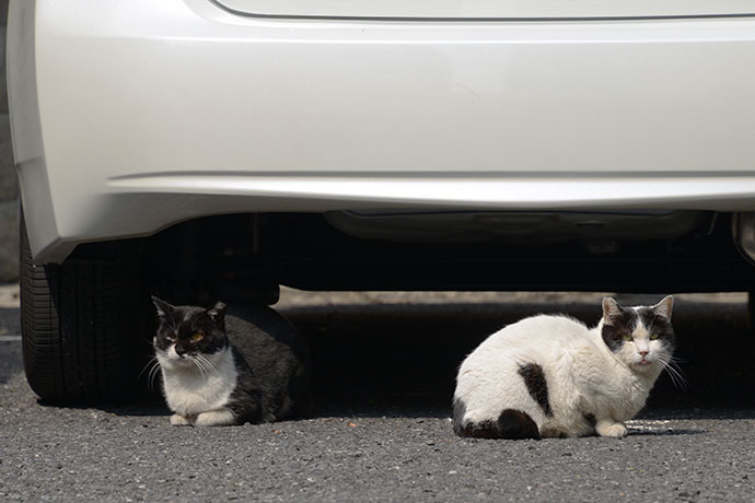 街のねこたち