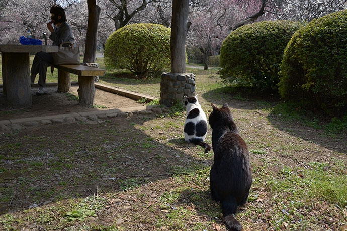街のねこたち