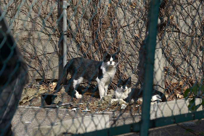 街のねこたち