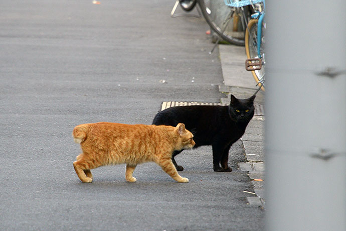 街のねこたち