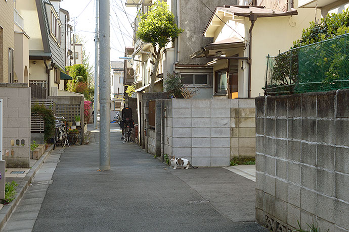 街のねこたち