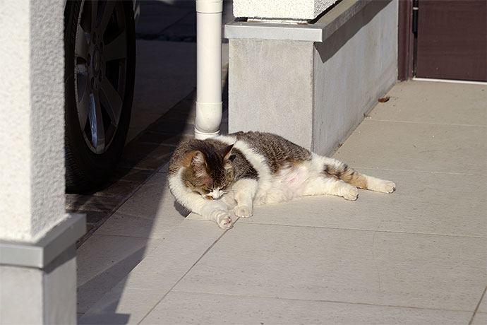 街のねこたち