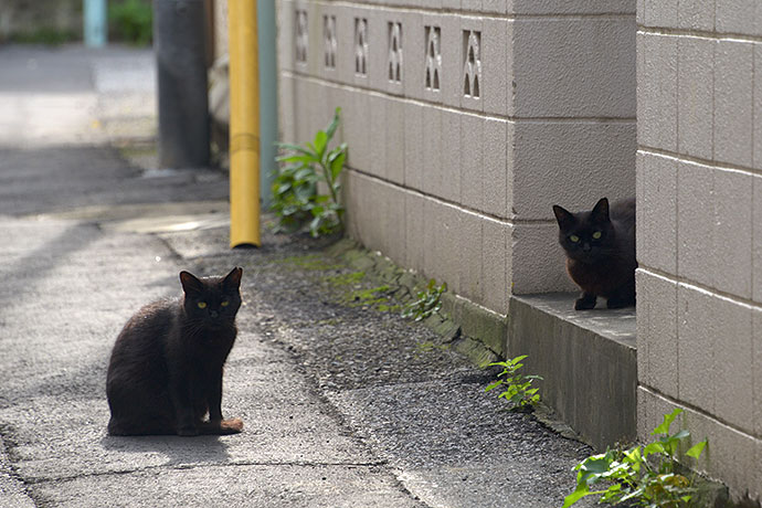 街のねこたち