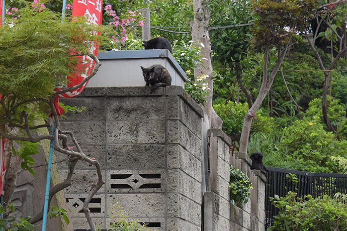 街のねこたち