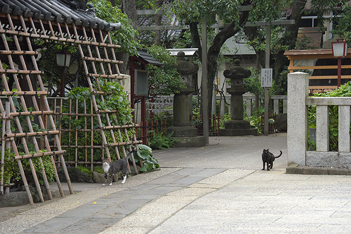 街のねこたち