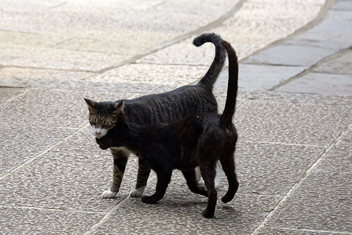 街のねこたち