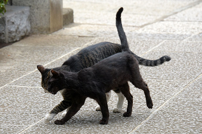 街のねこたち
