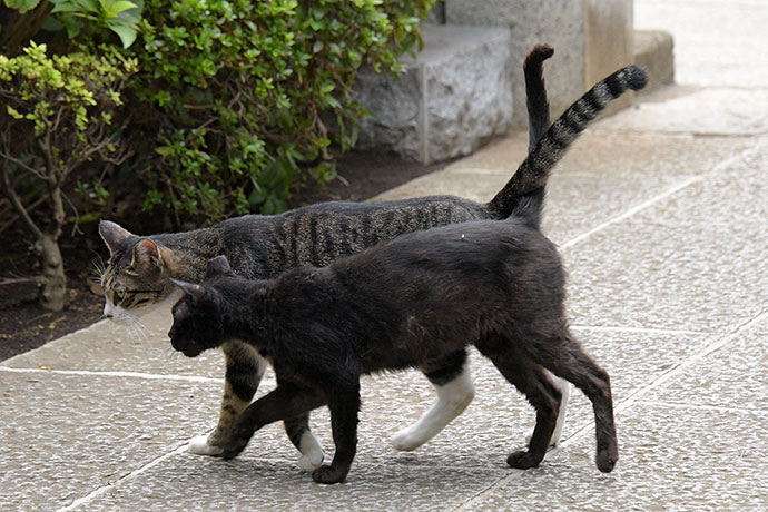 街のねこたち