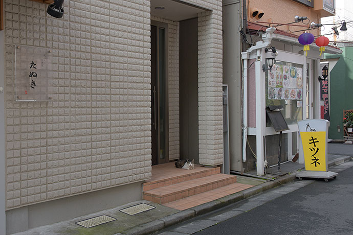 街のねこたち