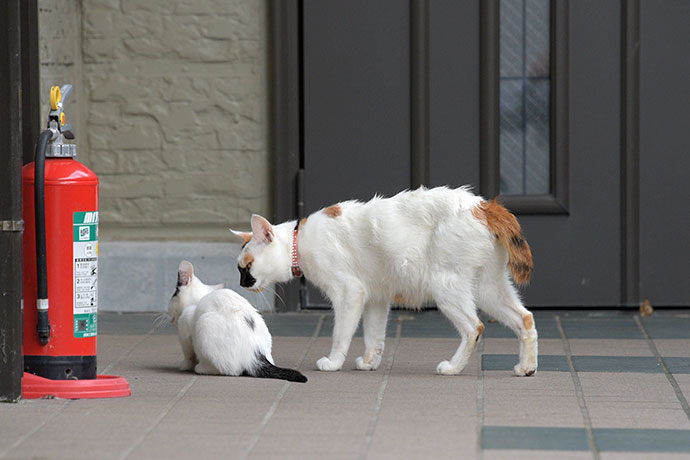 街のねこたち