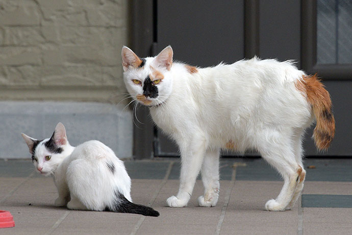街のねこたち