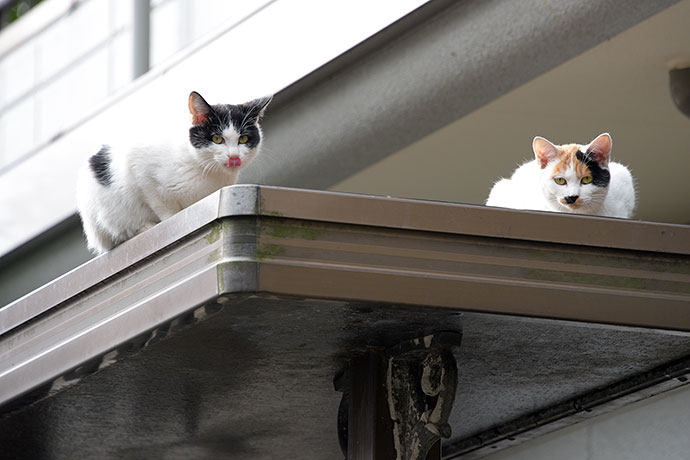 街のねこたち