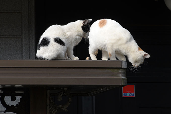 街のねこたち