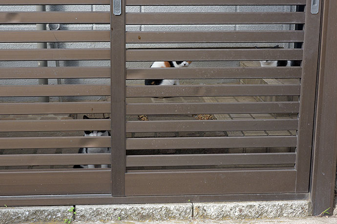 街のねこたち