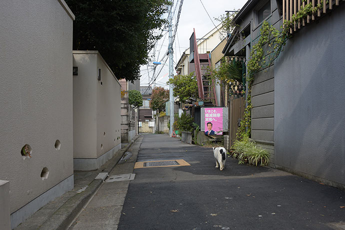 街のねこたち