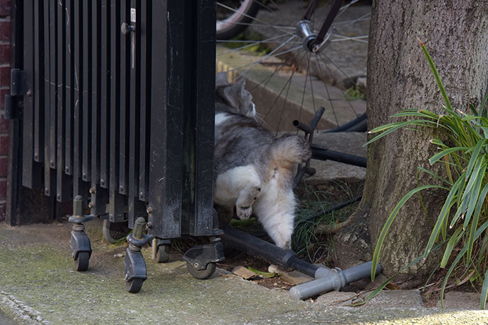街のねこたち