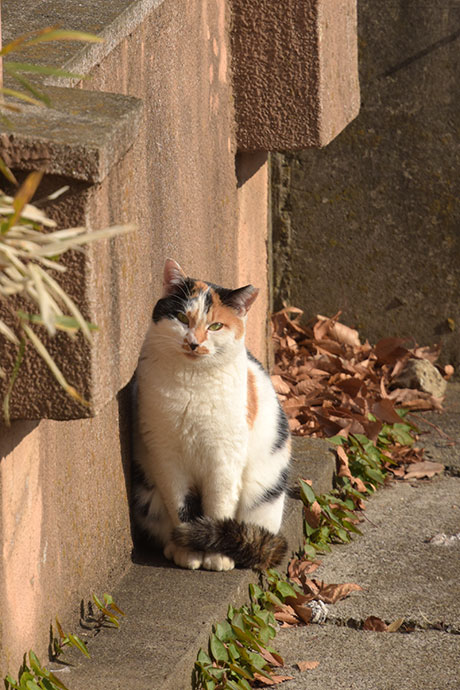 街のねこたち