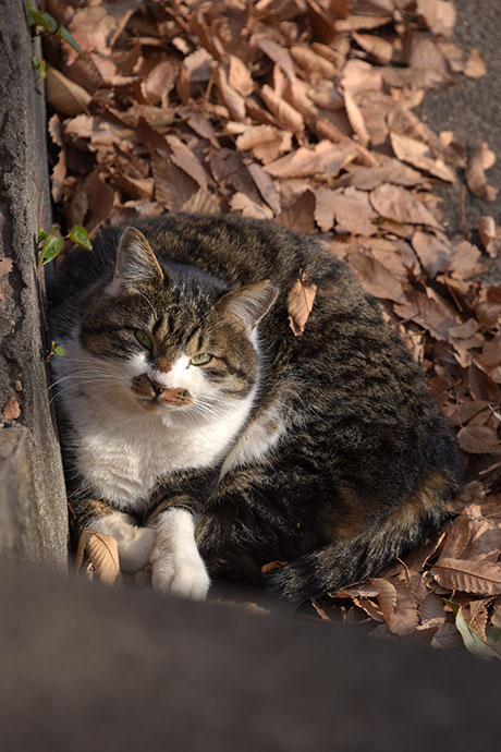 街のねこたち