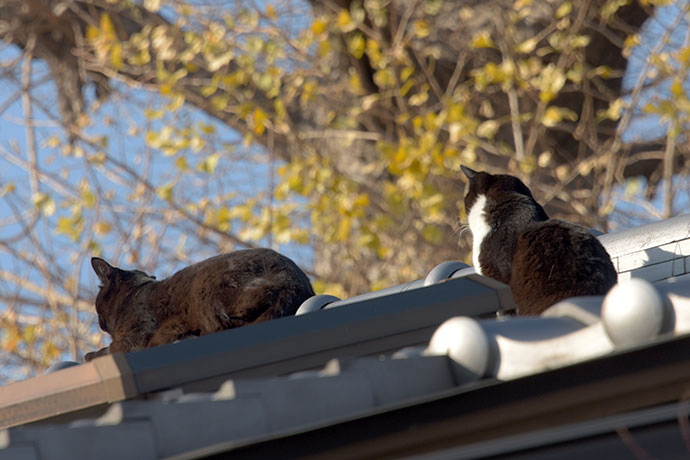 街のねこたち