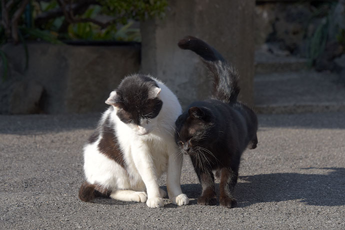 街のねこたち