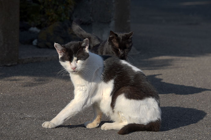 街のねこたち