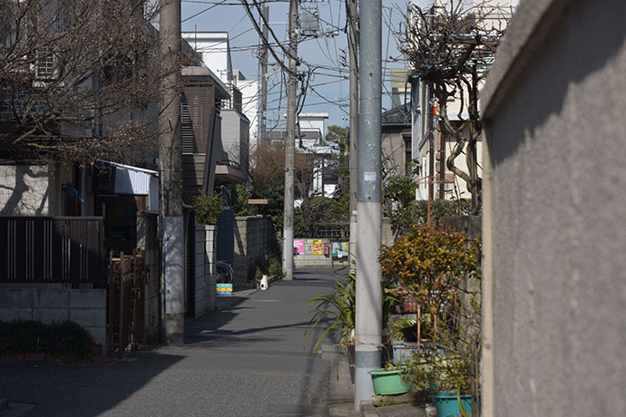 街のねこたち