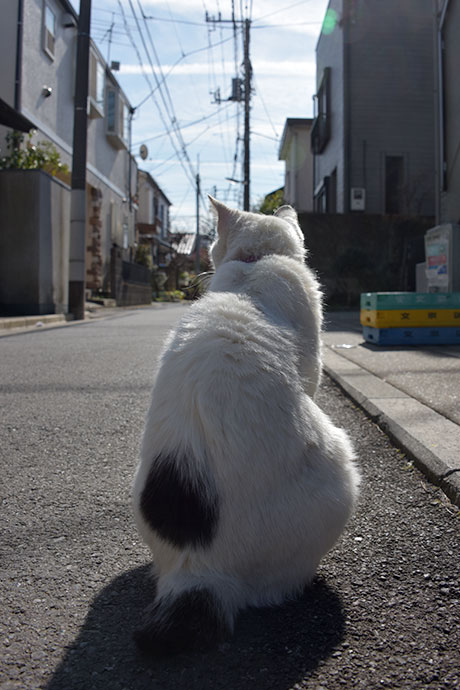 街のねこたち