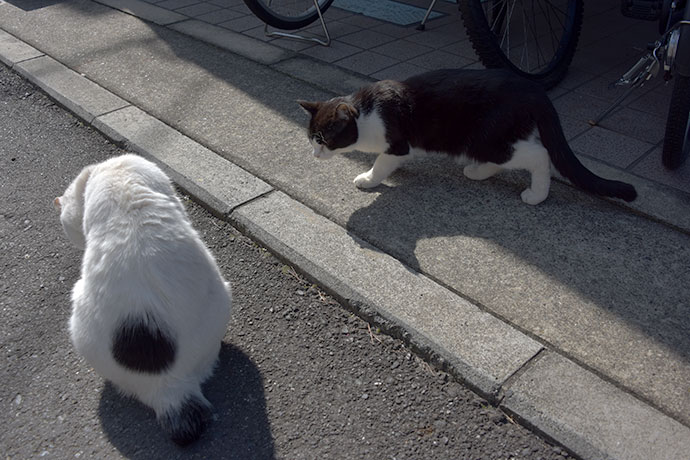 街のねこたち