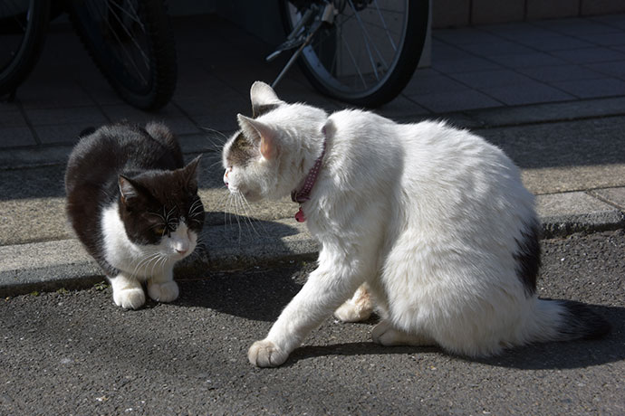 街のねこたち